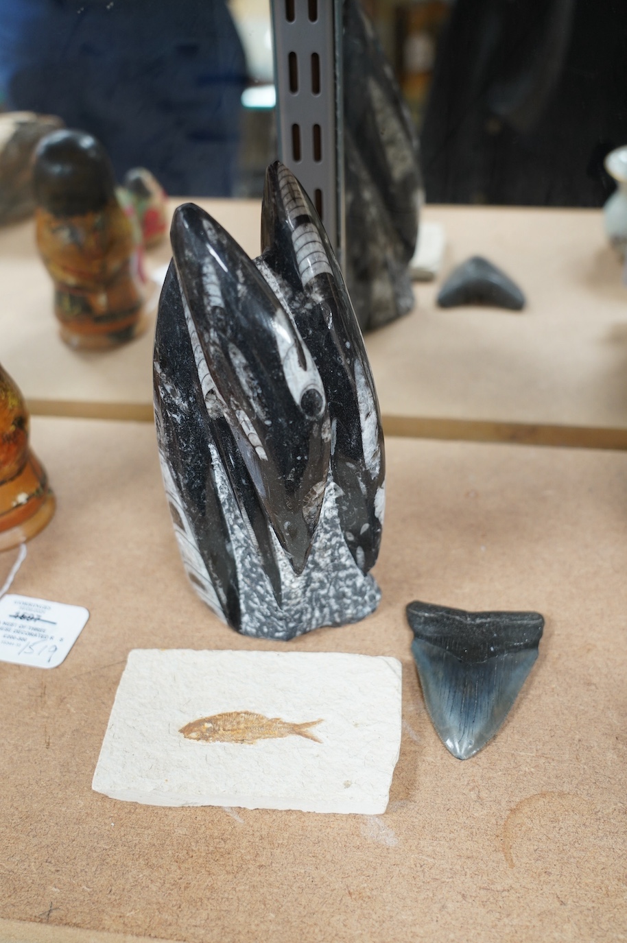 Fossils comprising a polished group of othoceras, a Miocene megalodon shark tooth and a fossilised fish slab, largest 21cm high. Condition - good antique condition